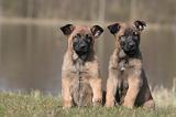 MALINOIS 1026